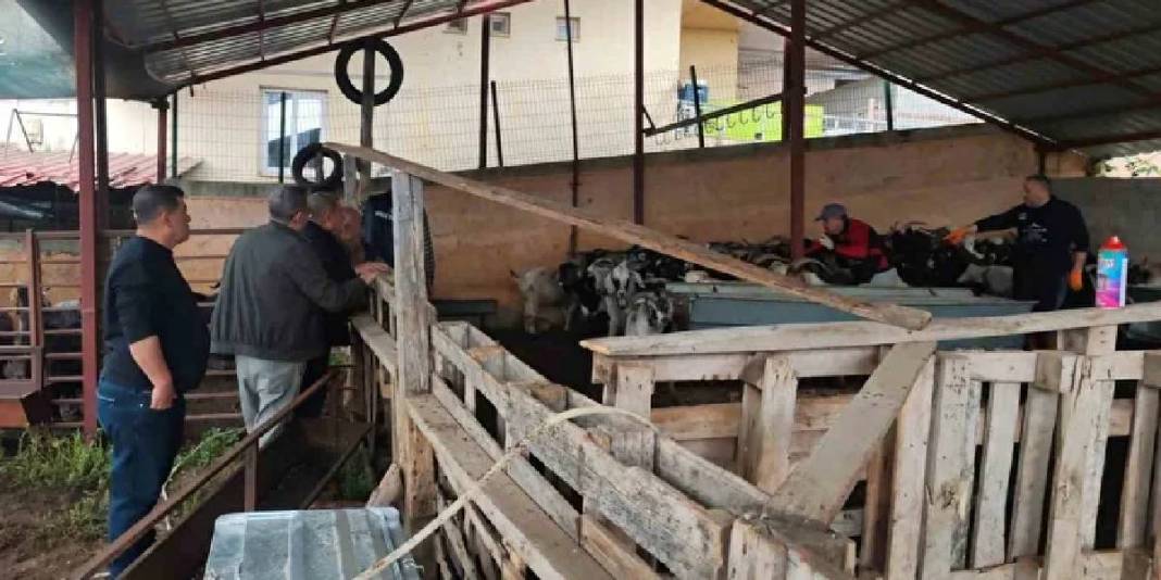 Fiyatlar 400.000 TL’ye kadar çıkıyor! Pazarlıklı talep satıcıyı memnun ediyor 4
